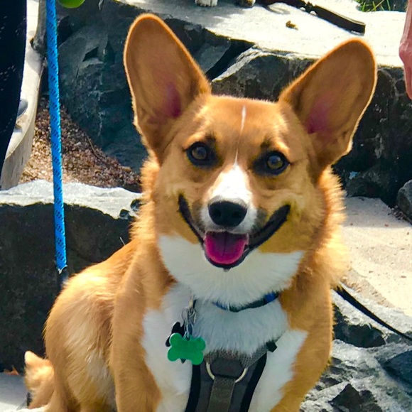 Meet your Posher, Dennis - Picture 1 of 1